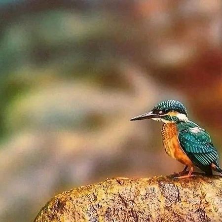 Sigiri Birds Hostel Σιγκιρίγια Εξωτερικό φωτογραφία