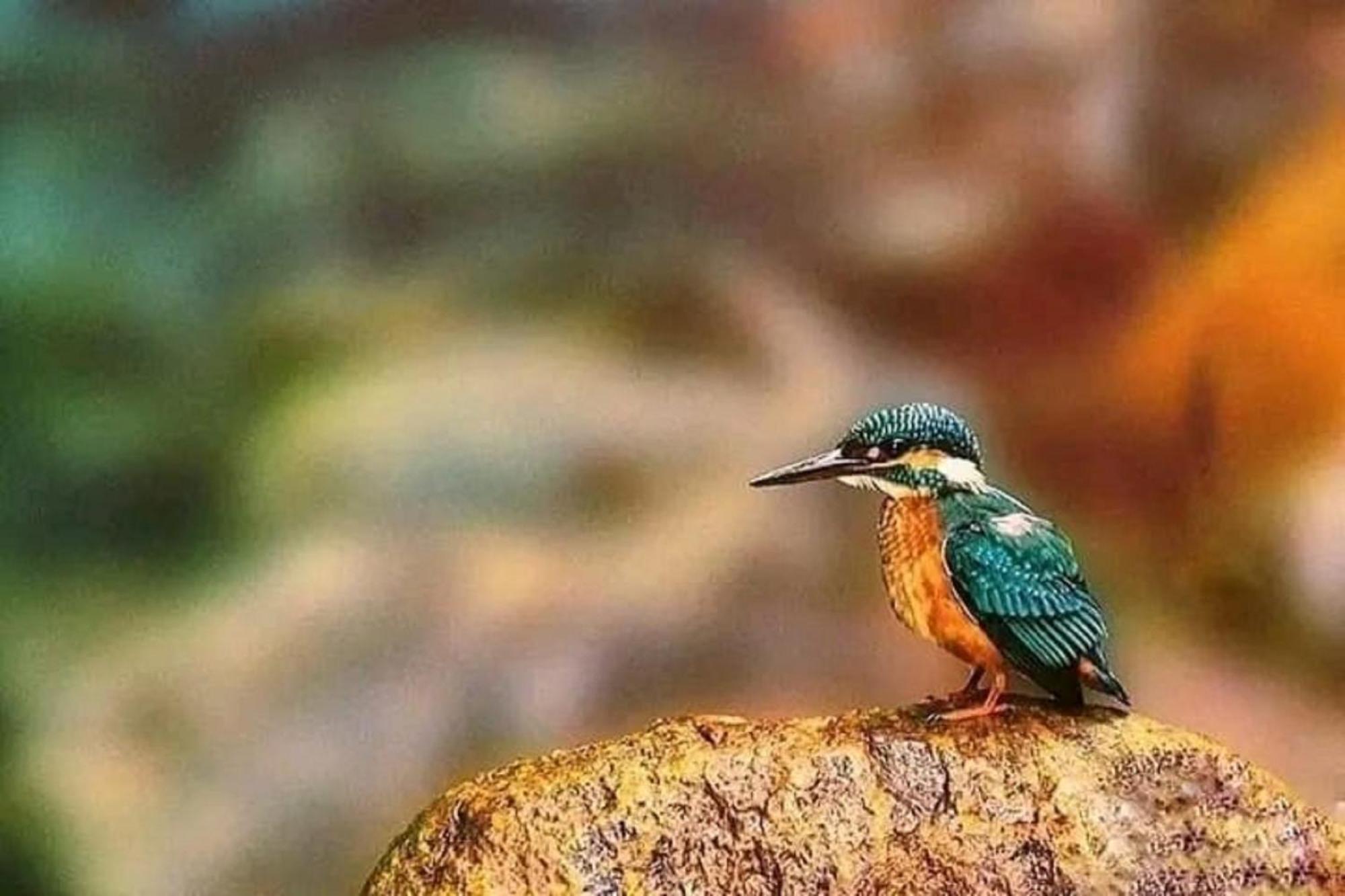 Sigiri Birds Hostel Σιγκιρίγια Εξωτερικό φωτογραφία