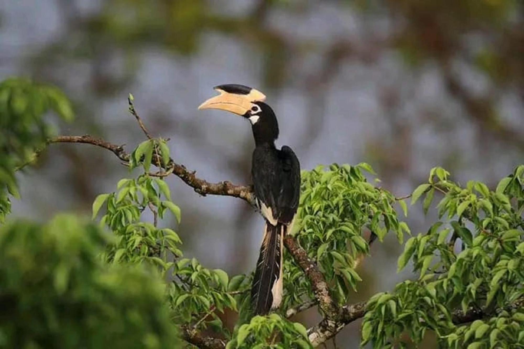Sigiri Birds Hostel Σιγκιρίγια Εξωτερικό φωτογραφία