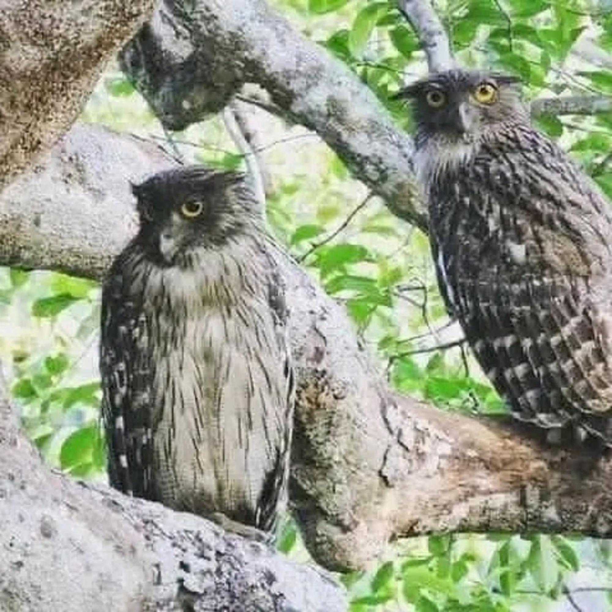 Sigiri Birds Hostel Σιγκιρίγια Εξωτερικό φωτογραφία